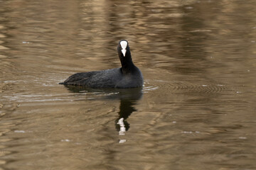 Foulque macroule, .Fulica atra, Eurasian Coot