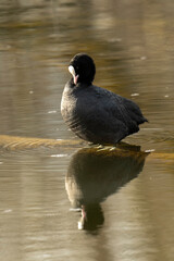 Foulque macroule, .Fulica atra, Eurasian Coot