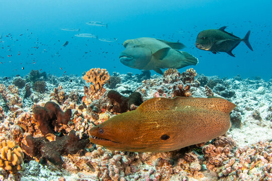 Napoleaon fish and morey eel, French Polynesia