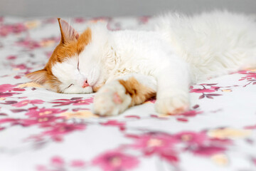 domestic cat sleeps lying on the bed