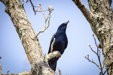 American Crow in a tree