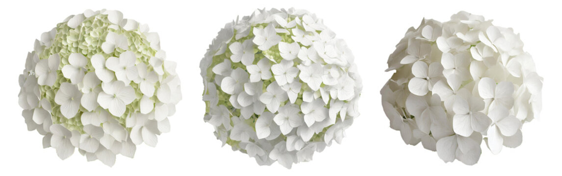 White Hydrangea Flowers With Transparent Background
