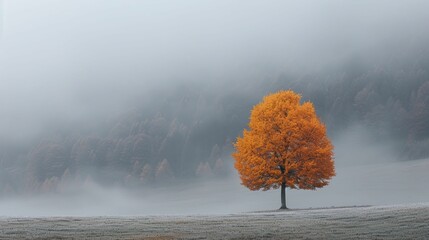 In a sea of gray mist, a lone tree bursts with autumn hues, defying the monotonous backdrop of the foggy, undulating terrain. - obrazy, fototapety, plakaty