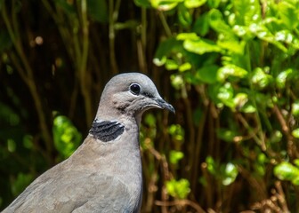 South African garden birds - ring-necked dove