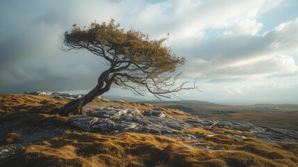 The windswept tree atop the hill, resilient and unbowed, symbolizes endurance in the vast expanse. - obrazy, fototapety, plakaty