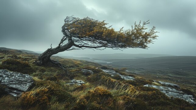 A windswept tree on a remote hilltop, bending but unbroken, a testament to survival in the vastness of the landscape.