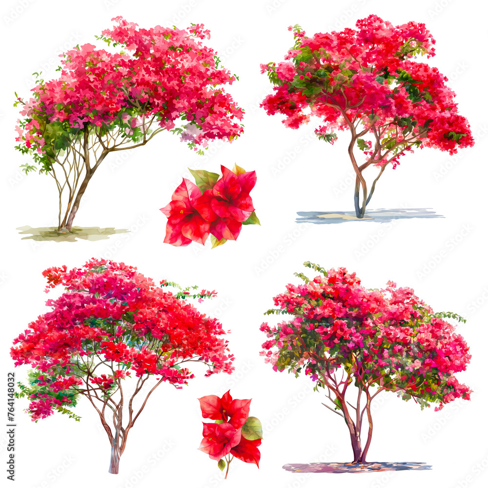 Wall mural Watercolor green tree with Bougainvillea full blooming, pink flowers set isolated on white background. PNG transparent background.