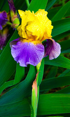 iris flower.floral background