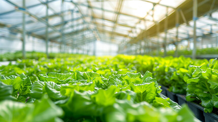 Sunlit Greenhouse Growing Fresh Green Lettuce Plants