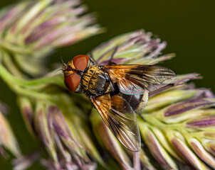 A small black and yellow fly with large brown eyes sits on a spike of meadow grass on a cloudy summer day.