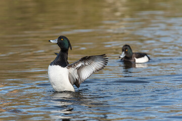 An adult male tufted duck (Aythya fuligula) spreads its wings while bathing in the lake - 764153400