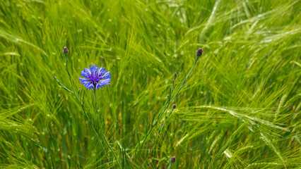 Kornblumen im Getreidefeld