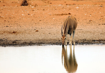 Close up of an Eland drinking from a small waterhole, with good water reflection.  These are very large antelopes and incredibly nervous.