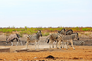 Fototapeta na wymiar Small Herd of Zebra on the Dry Plains with a nice natural bush background