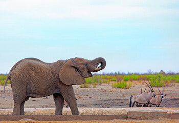 African Elephant with trunk curled drinking, with Oryx in the background