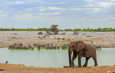 African Elephant walking past a waterhole, with a large herd of Zebra on opposite bank