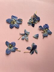 dried pressed blue flowers on pink