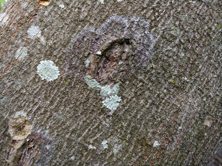 The texture of the tree trunk is brown with some fungal spots