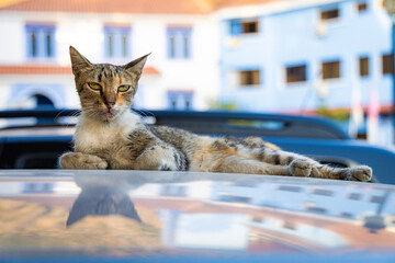 Cool Cat in Blue City of Morocco 