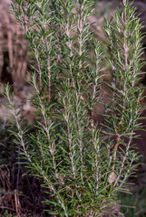 Rosmarin Pflanze im Gewürzgarten kann vielfältig nicht nur als Gewürz genutzt werden