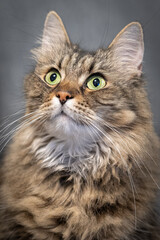 A long-haired cat in close-up on the eyes, observes.