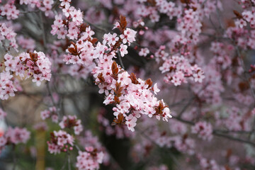 Branches of ornamental Pissardi plum blossoming with pink flowers, spring floral background.