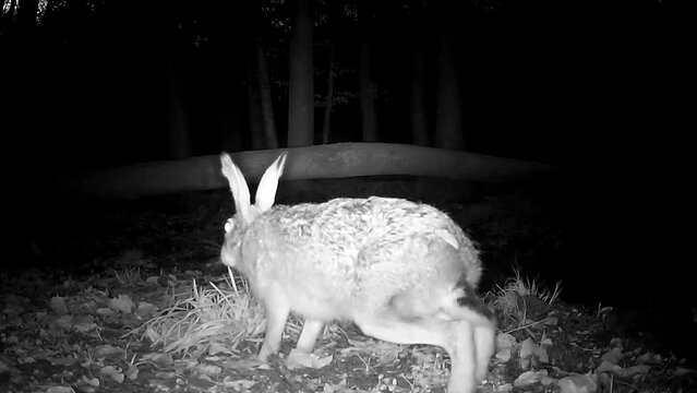 Feldhase nachts im Wald vor Wildkamera, Lepus europaeus, Osterhase, Nachtkamera, Wildtier Verhalten