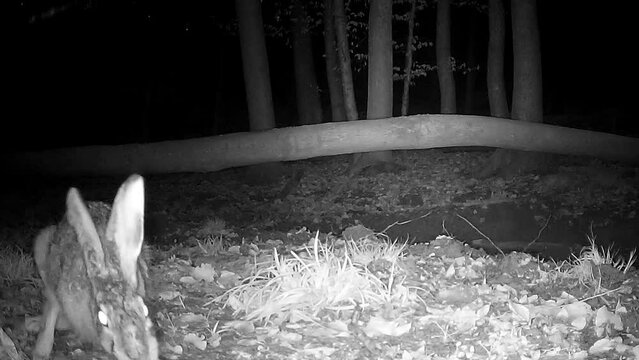 Feldhase nachts im Wald vor Wildkamera, Lepus europaeus, Osterhase, Nachtkamera, Wildtier Verhalten