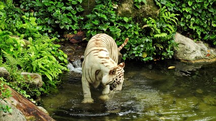 Curious white tiger in the water