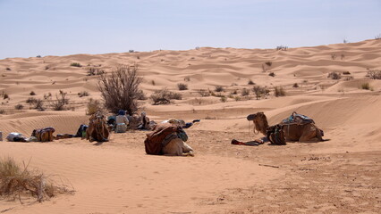 Dromedary camels (Camelus dromedarius) on a camel trek lying down at a camp in the Sahara Desert,...
