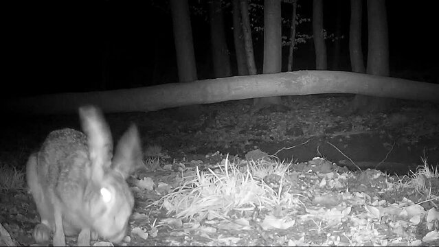 Feldhase nachts im Wald vor Wildkamera, Lepus europaeus, Osterhase, Nachtkamera, Wildtier Verhalten