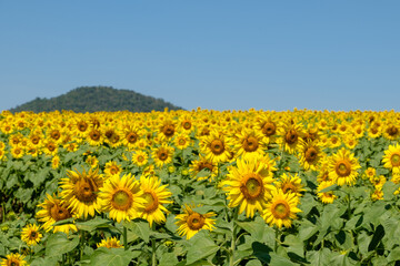 A vast field of sunflowers blooms bright yellow under a clear blue summer sky.