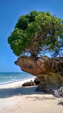 Trees also love a beautiful view on the beach. Tree growing on a washed out cliff on the beach in Tanzania.