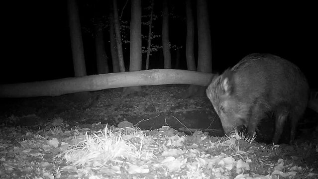 Wildschwein, Sus scrofa, nachts im Wald am T&uuml;mpel bei der Fellpflege, Wildkamera, Verhalten, Wildtier