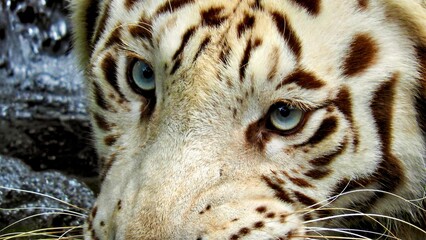 Eye of the tiger. Portrait of a tiger.