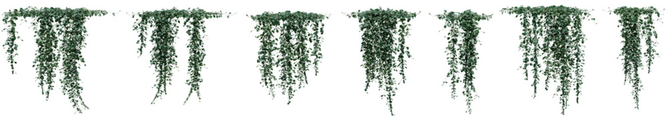Set of Dichondra microcalyx plant, Ivy and vine for decorate wall and fence with isolated  on transparent background. png file, 3d rendering illustration, clip art and cut