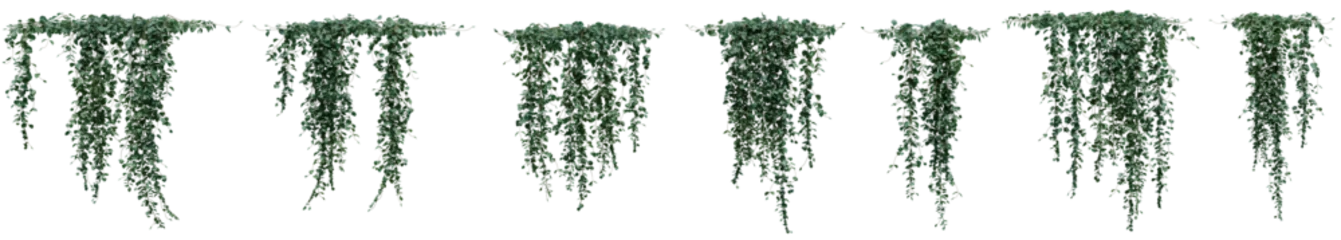 Foto op Plexiglas Set of Dichondra microcalyx plant, Ivy and vine for decorate wall and fence with isolated  on transparent background. png file, 3d rendering illustration, clip art and cut © EcoSpace