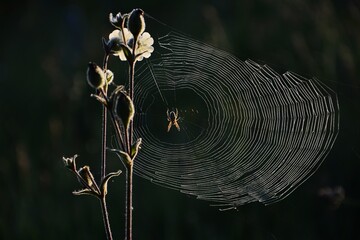 A spider on a spider web symbolizes the predator at its domain, poised to capture prey trapped...
