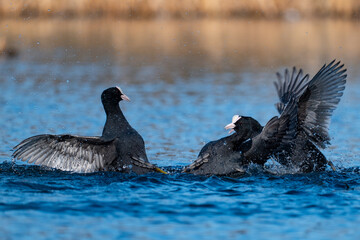 Coot ducks fighting for turf