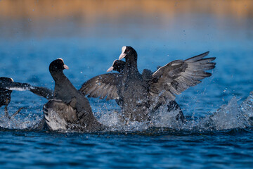 Coot ducks fighting for turf