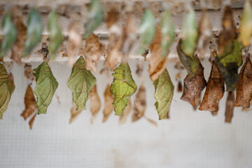 Pupae, cocoons of different butterflies in an incubator