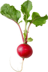 Fresh radish with leaves isolated, cut out transparent