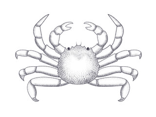 Crab in retro engraving style. White background. Isolated