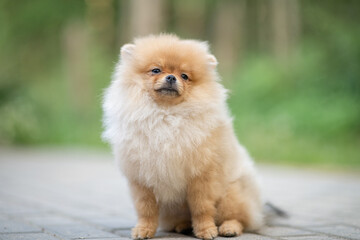 Portrait of a beautiful purebred spitz in a summer park.