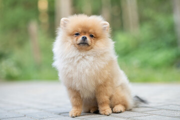 Portrait of a beautiful purebred spitz in a summer park.