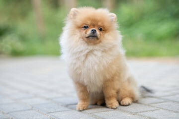 Portrait of a beautiful purebred spitz in a summer park.