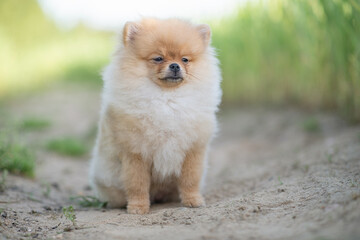 Portrait of a beautiful purebred spitz in a summer park.