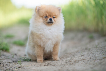 Portrait of a beautiful purebred spitz in a summer park.