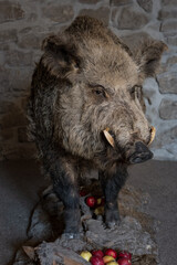 Stuffed wild boar with apples.