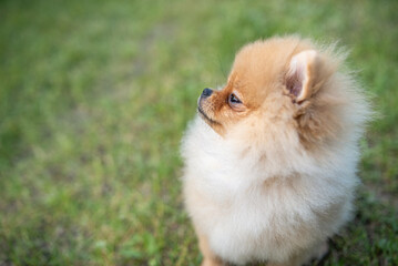 Portrait of a beautiful purebred spitz in a summer park.